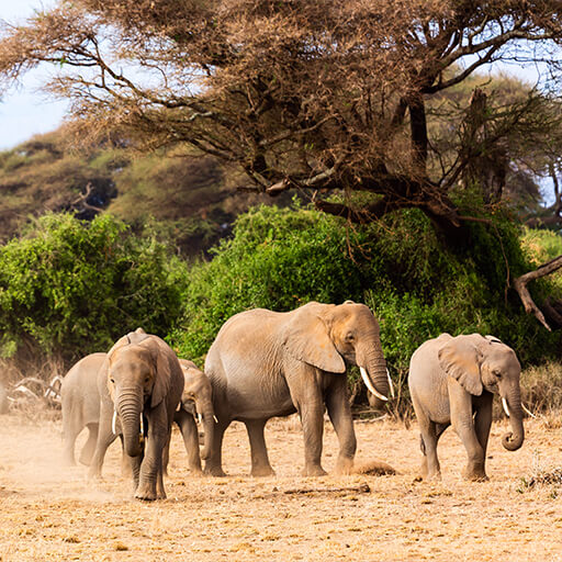 Africa