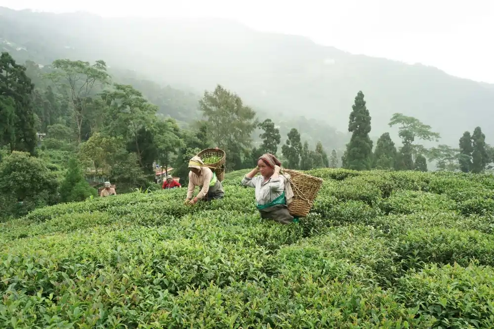 Sikkim